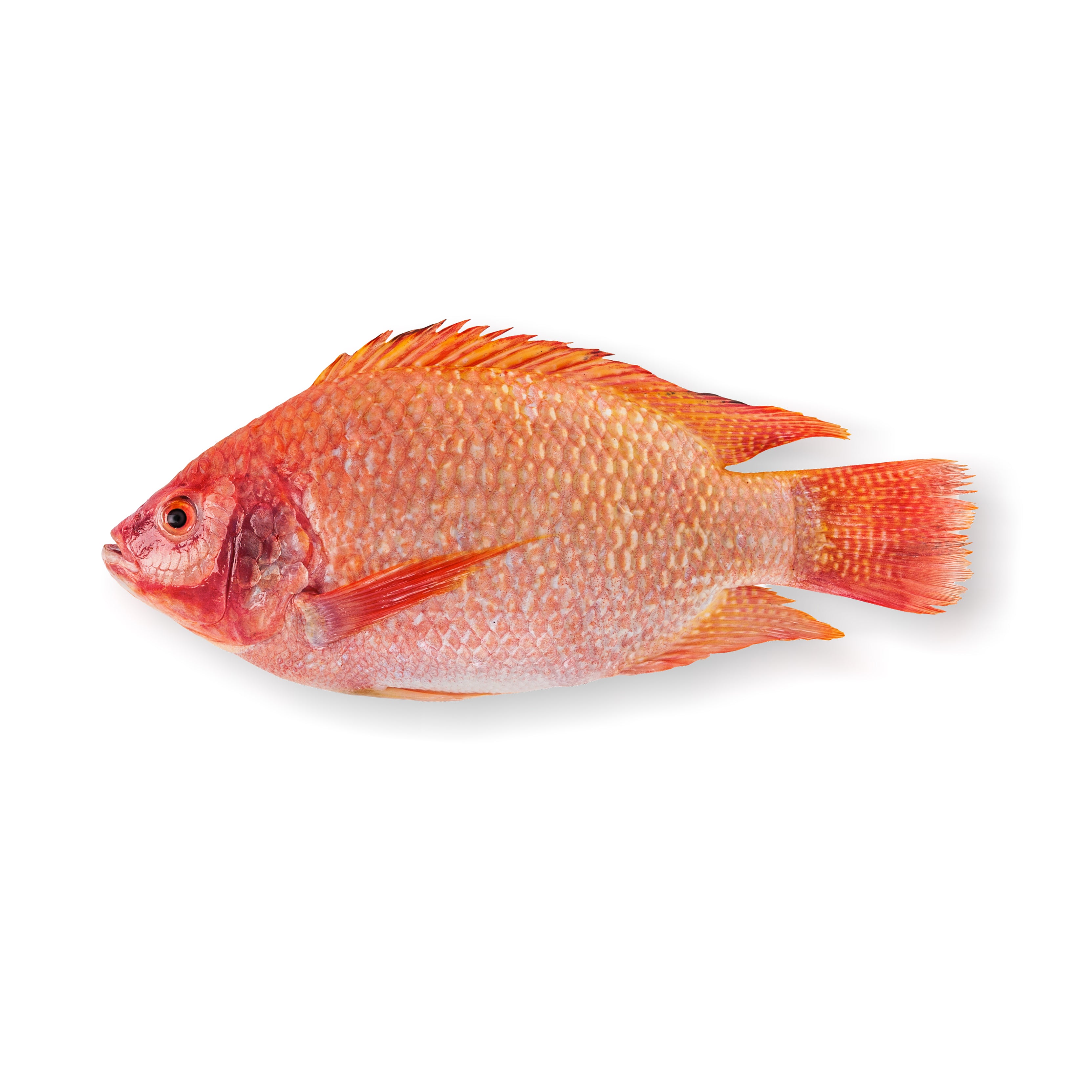 אדמונית אמנון אדום - דג ברשת משוחי דגים ברמת השרון והסביבה